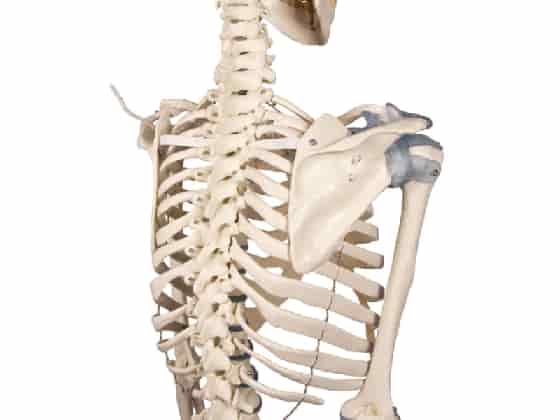 Skeleton "Otto" with ligaments